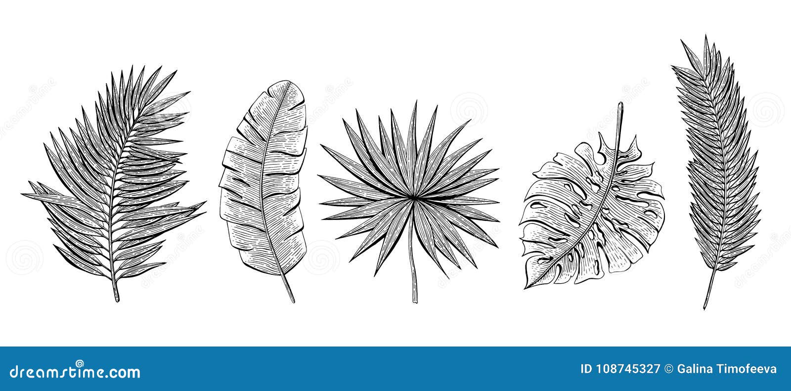 hand drawn set with tropical leaves chamaerops, banana palm, chamaedoria, monstera, areca palm.  s for invitations, g
