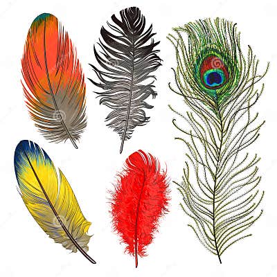 Hand Drawn Set of Various Colorful Bird Feathers, Vector Illustration ...