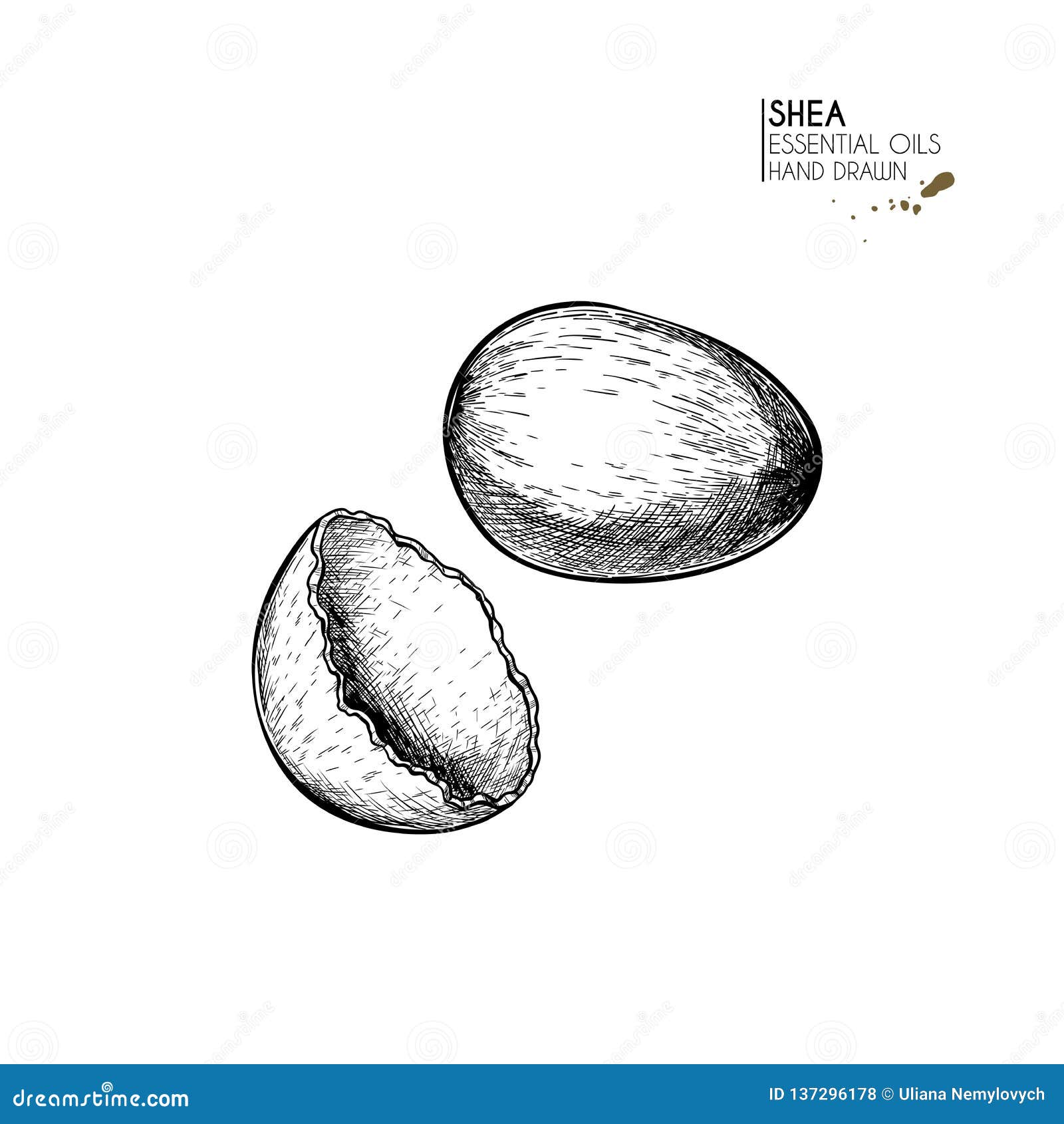 Hand Drawn Shea Plant Branch and Nuts. Engraved Vector Illustration ...