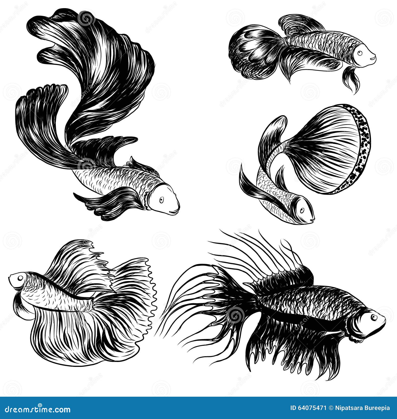 Hand Drawn Siamese Fighting Fish, Beautiful Fish Stock Vector ...