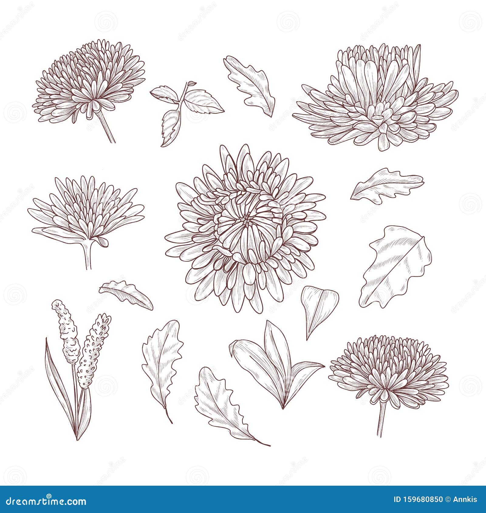 Hand Drawn Sketch Of Aster Flowers And Leaves Line Art Design Stock Vector Illustration Of Repeat Line 159680850