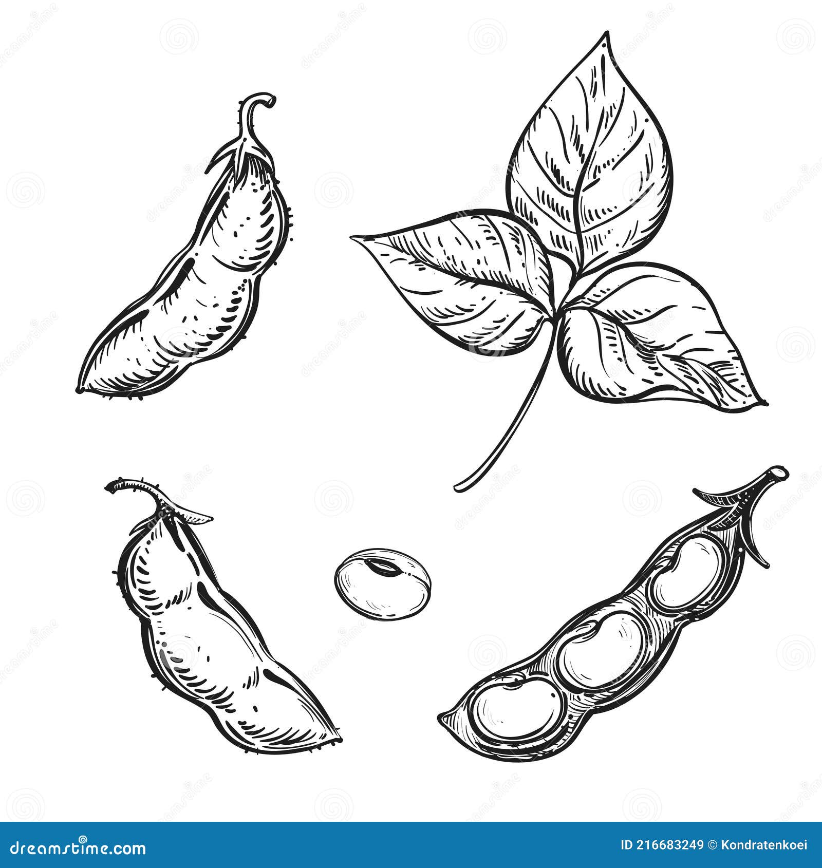 soya bean food seed sketch hand drawn vector 25446952 Vector Art at Vecteezy