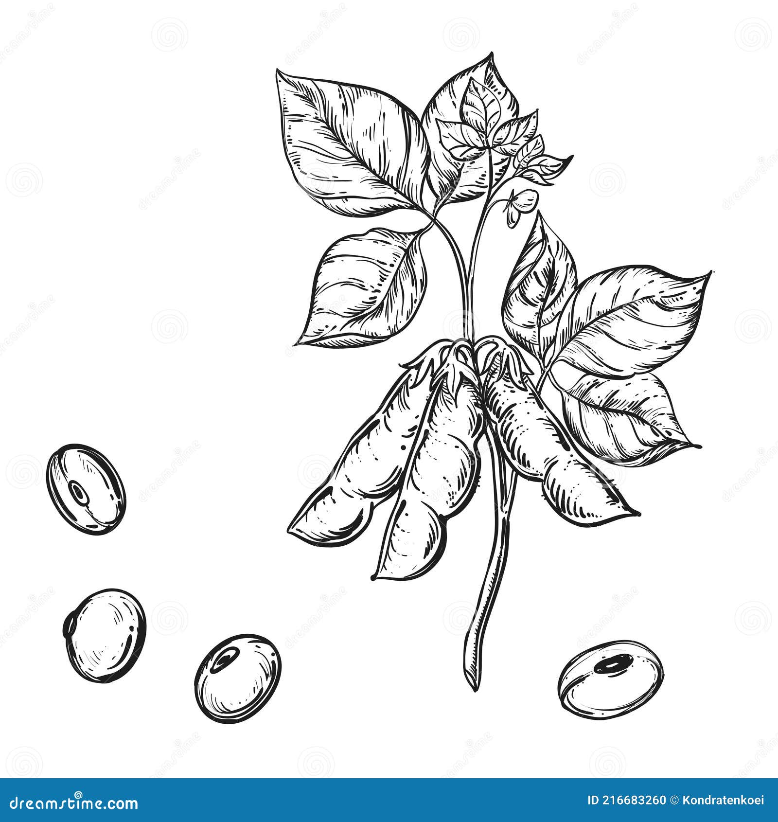 Soya beans. Milk and tofu. Soybean sketch. Pod on plant. Nuts and seeds in  sack. Detailed vegetarian food and leaves drawing. hand drawn illustration  Stock Vector Image & Art - Alamy