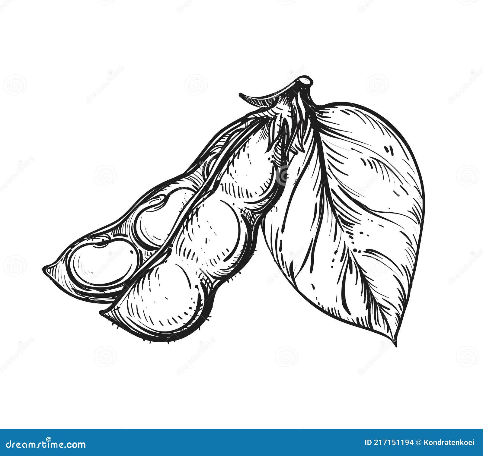 Diagram of soybean plant | Diagram of soybean plant for crop… | Flickr