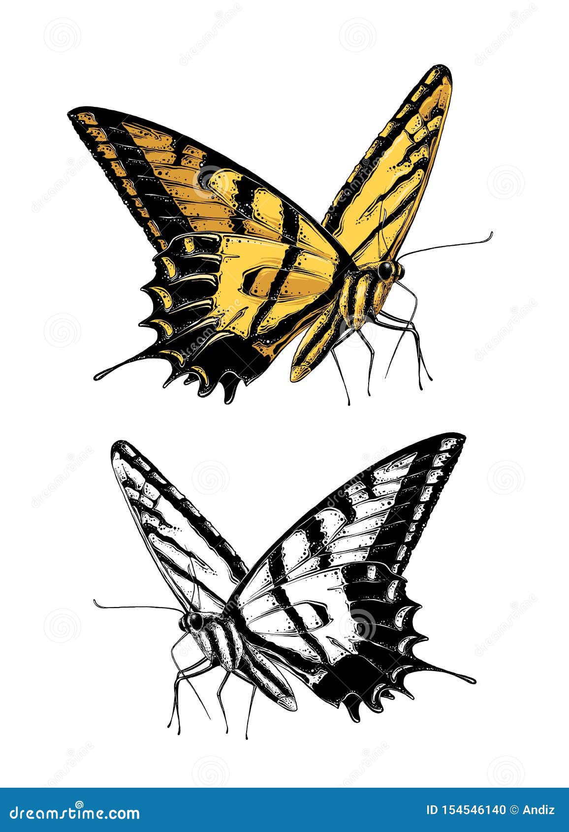Color Drawing Of Butterfly, HD Png Download - kindpng