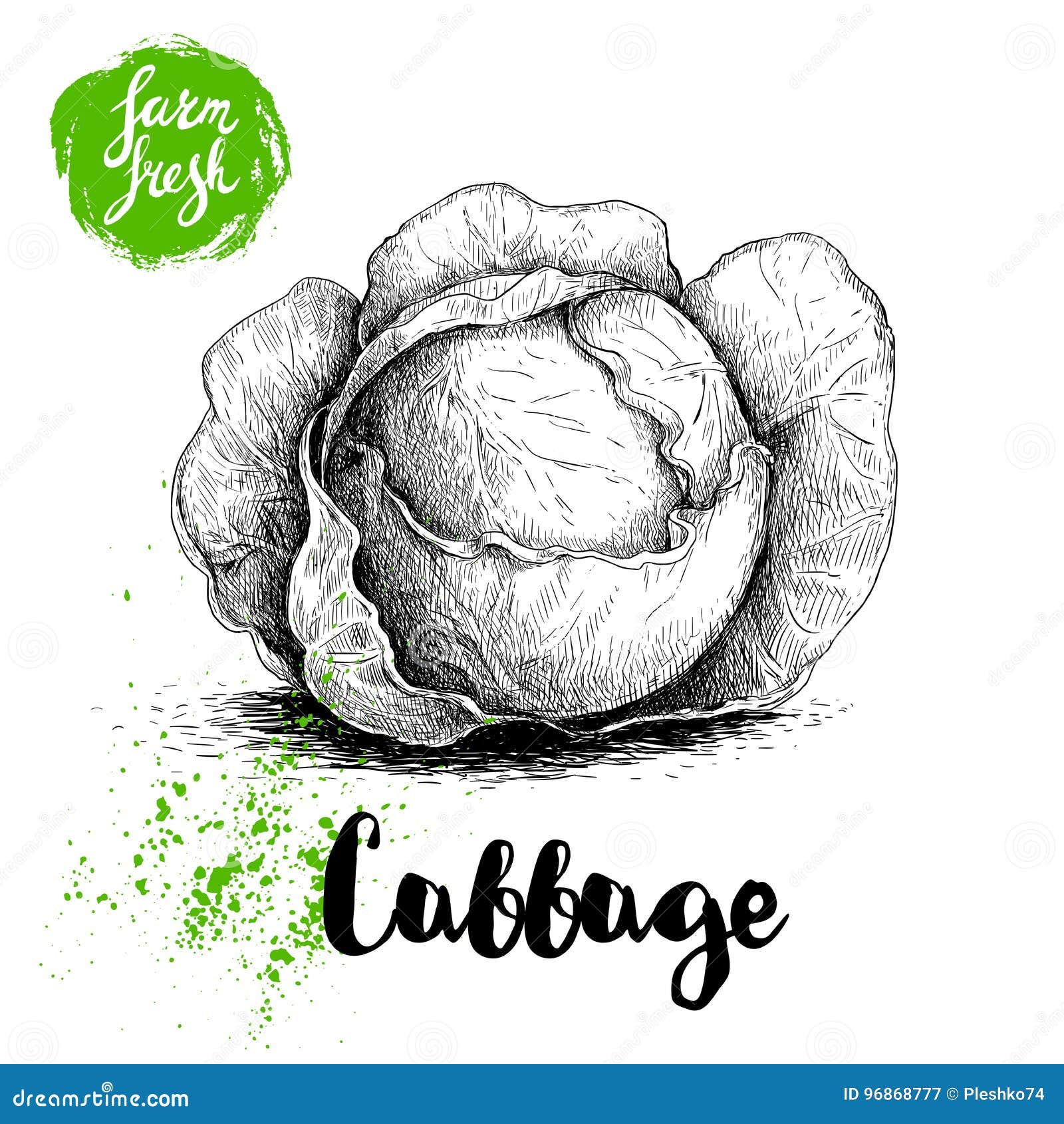 hand drawn sketch cabbage. fresh farm vegetables  illustraion.