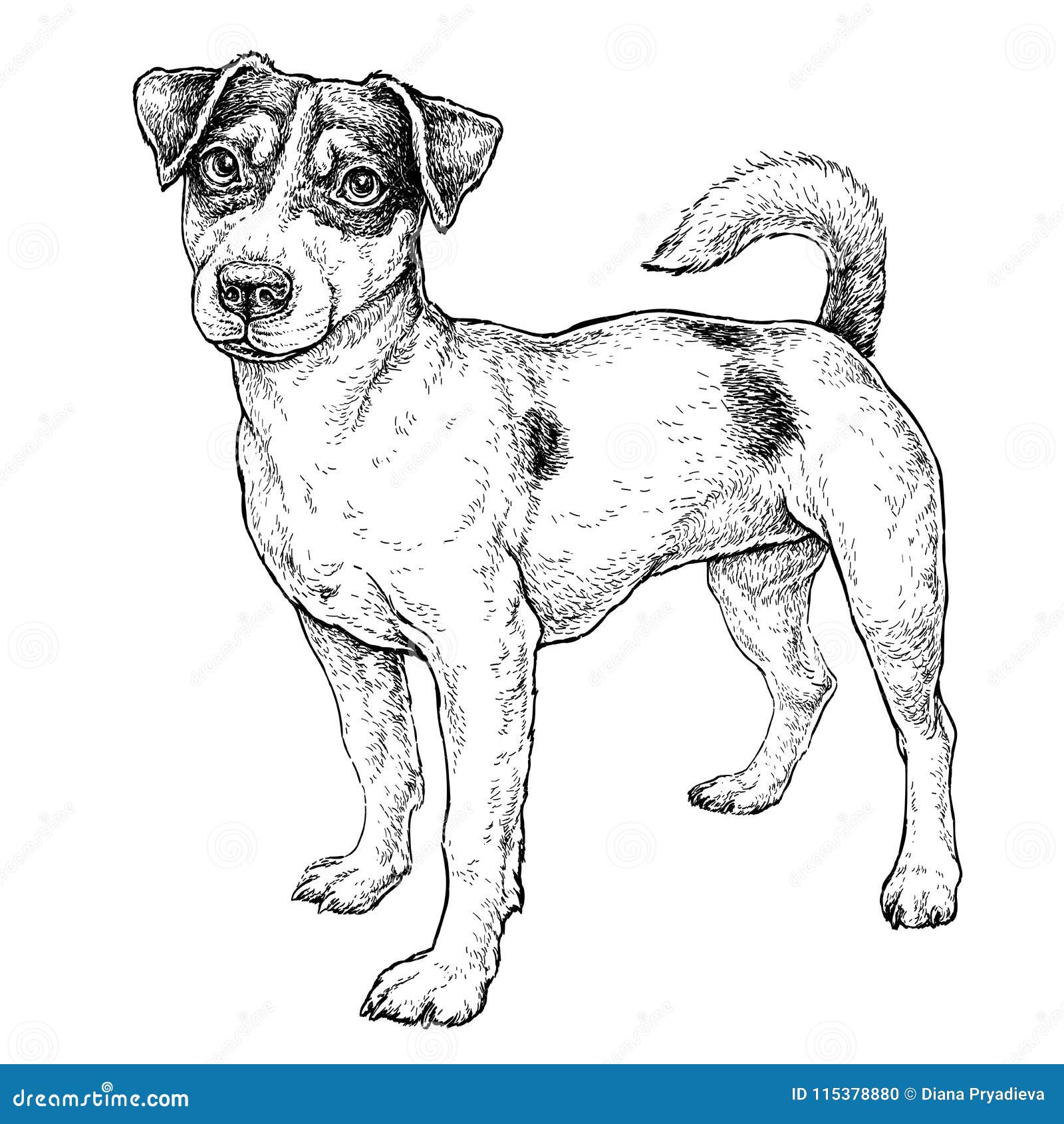 hand drawn sketch of cute funny jack russell terrier.  