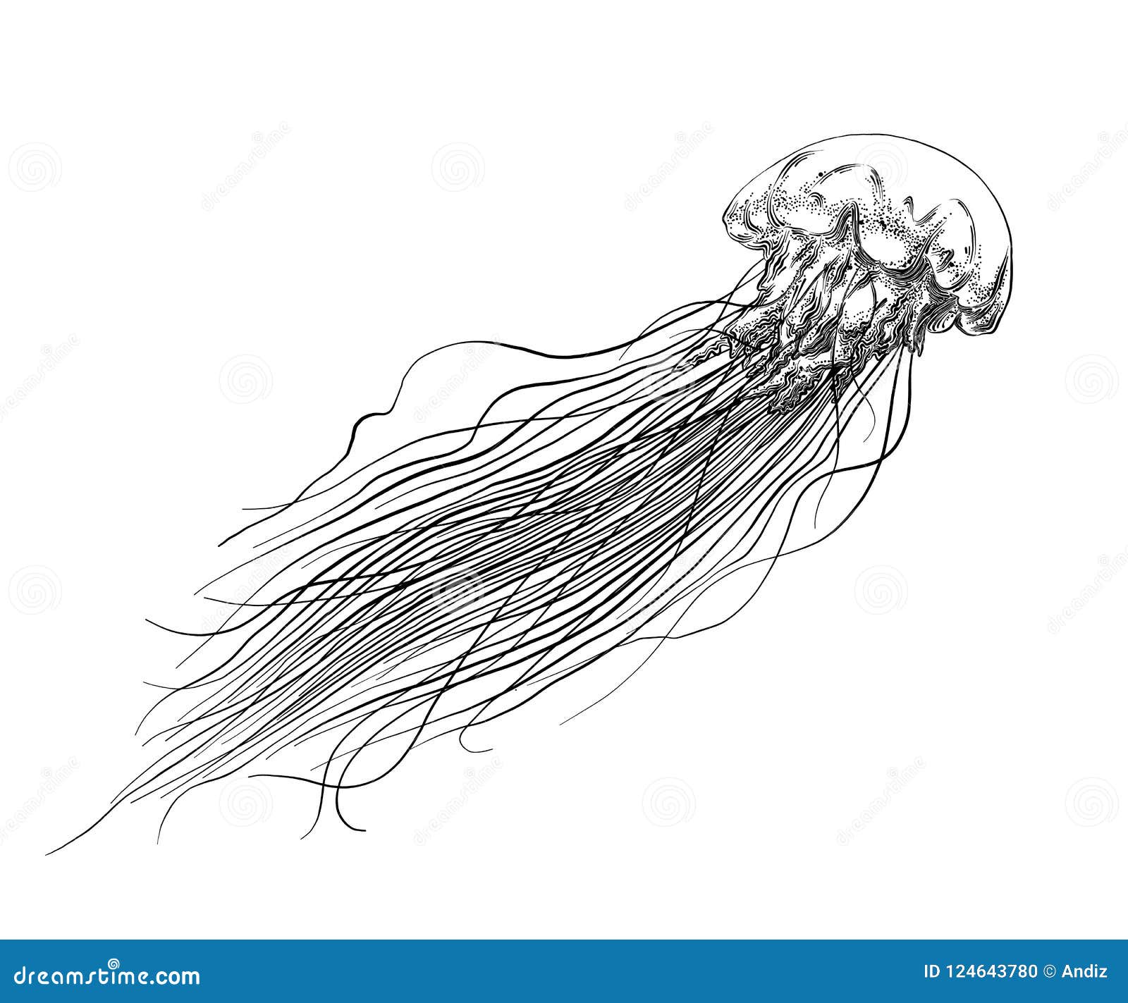 jellyfish drawing