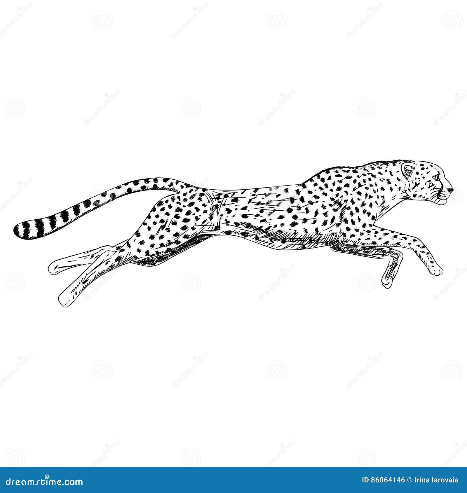 Amazon.com: Hell For Leather, cheetah pencil drawing Realistic Wildlife  Illustration by Peter Williams, Gallery-Wrapped Canvas PrintImagekind Wall  Decor | 16x8