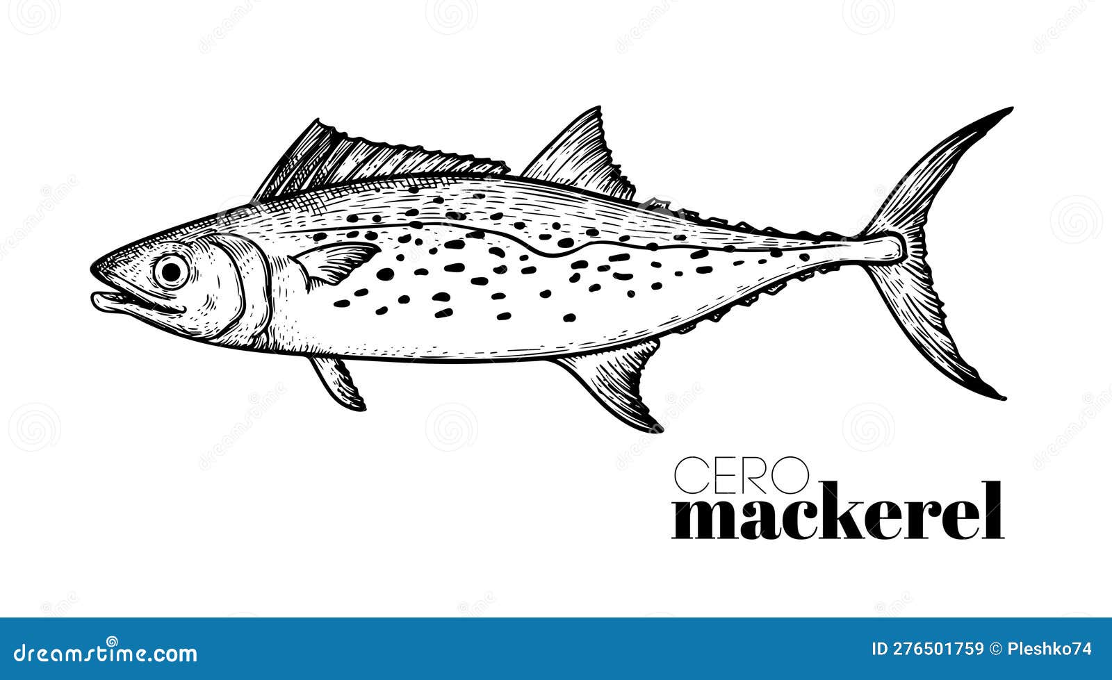 hand drawn sketch style cero mackerel. fish restaurant menu . best for seafood market s.