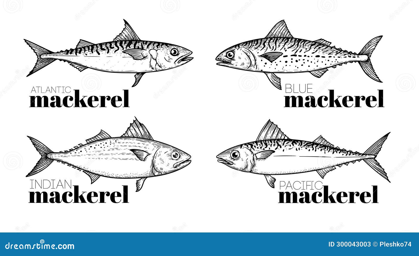 hand drawn sketch style mackerel set. best for fish restaurant menu, fish and seafood market s.