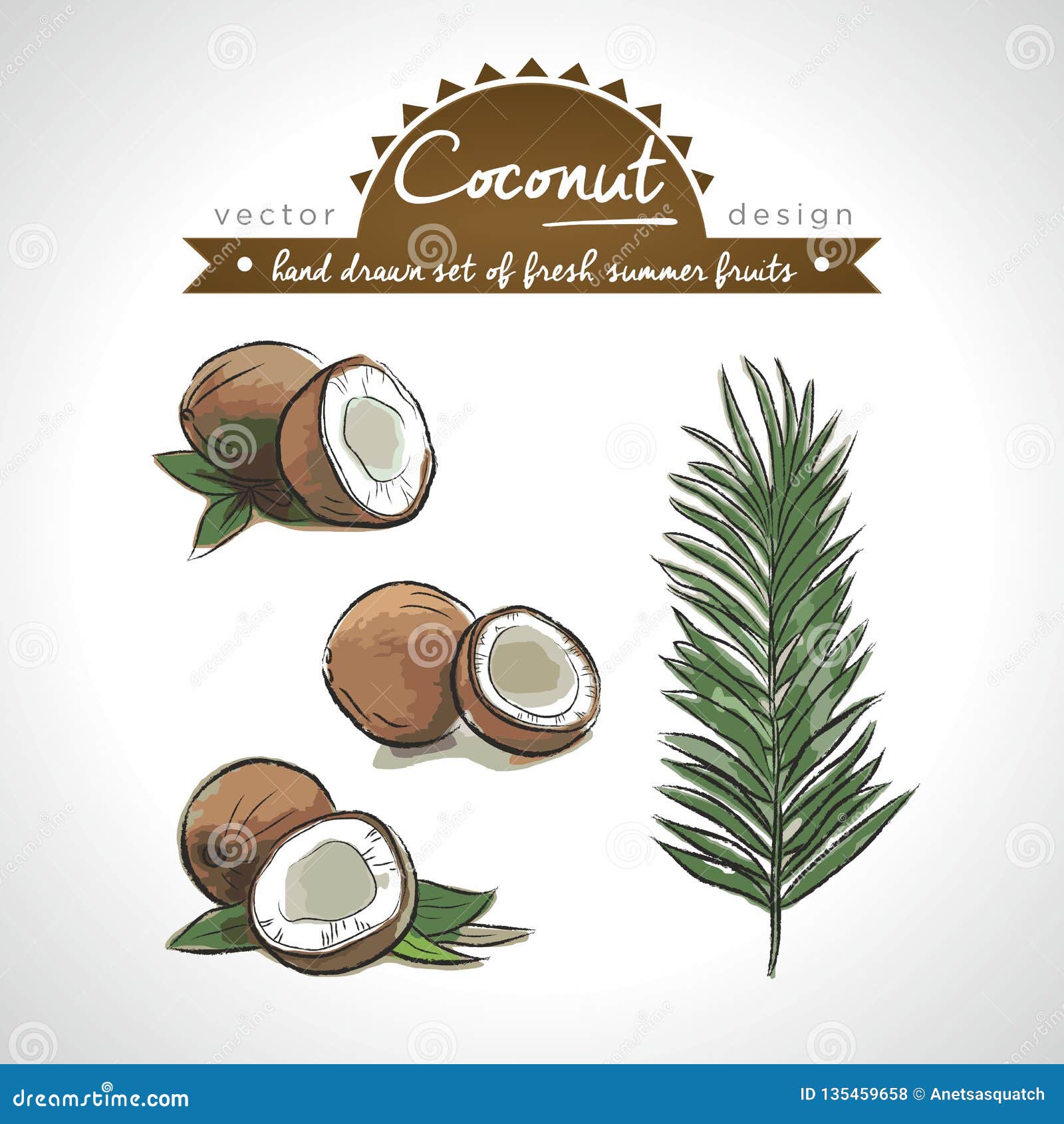 Coconut. Hand Drawn Collection of Vector Sketch Detailed Fresh Fruits ...