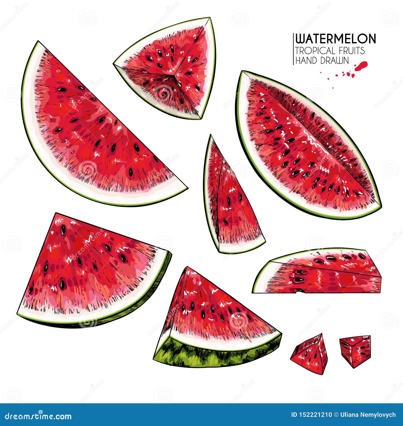 hand drawn sliced watermelon.  colored engraved . juicy summer fruit. food healthy ingredient. for