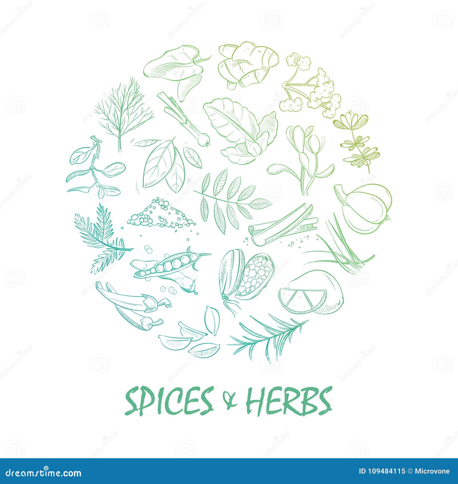 hand drawn spice and herbs bright
