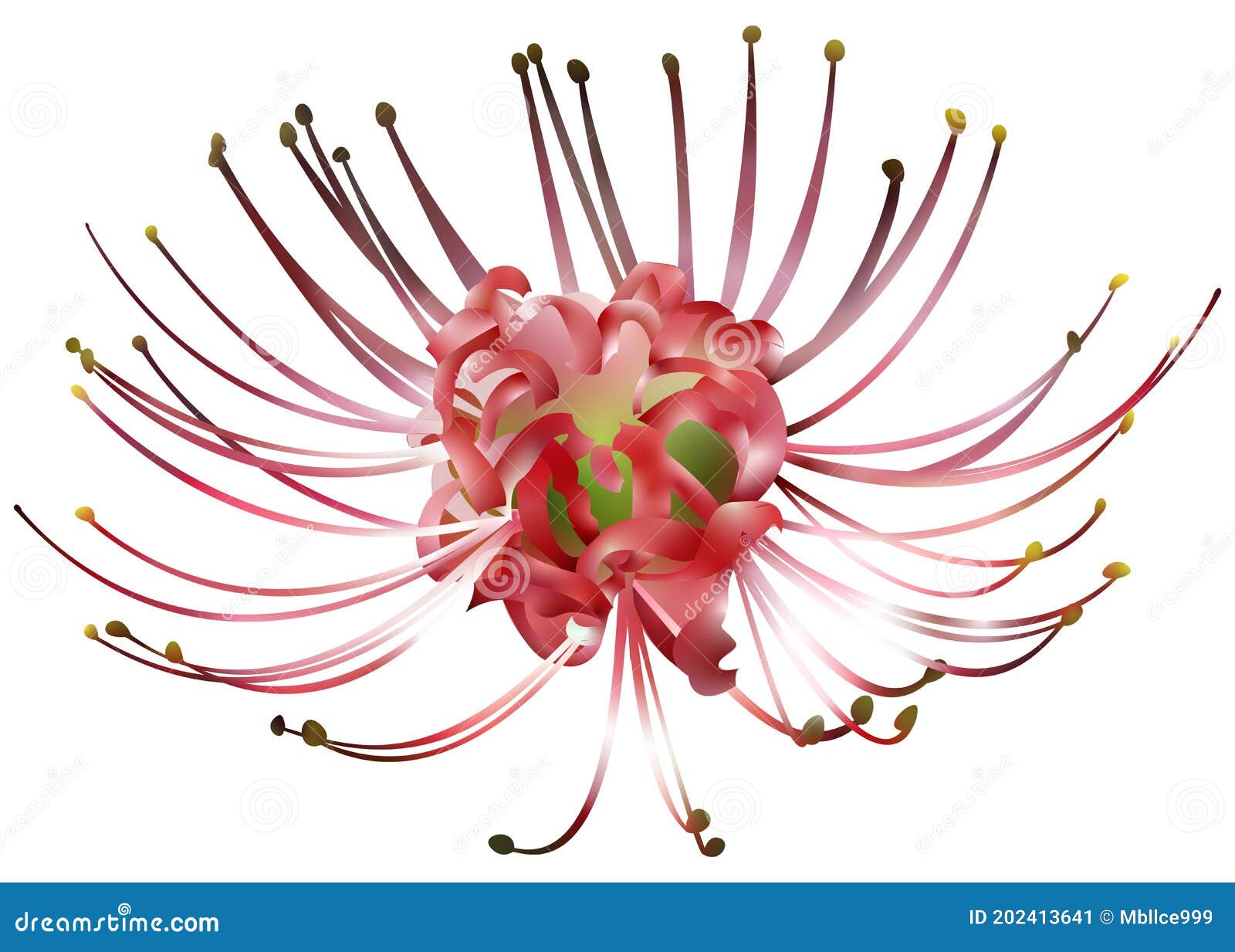 hand drawn spider lily 3d gradient  on white