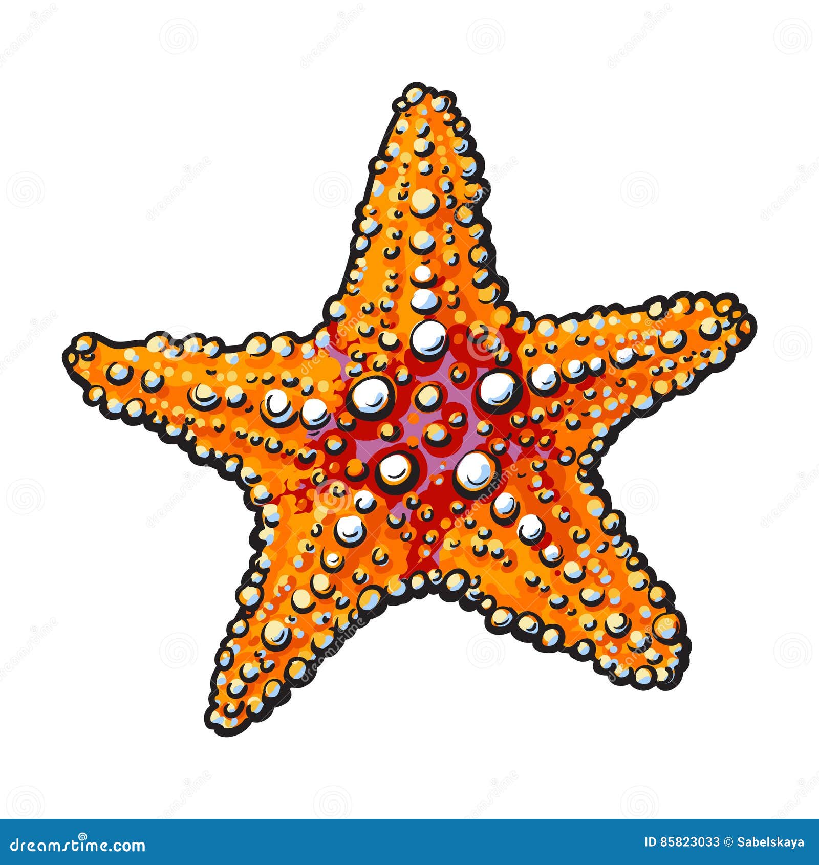 Common starfish drawing hi-res stock photography and images - Alamy