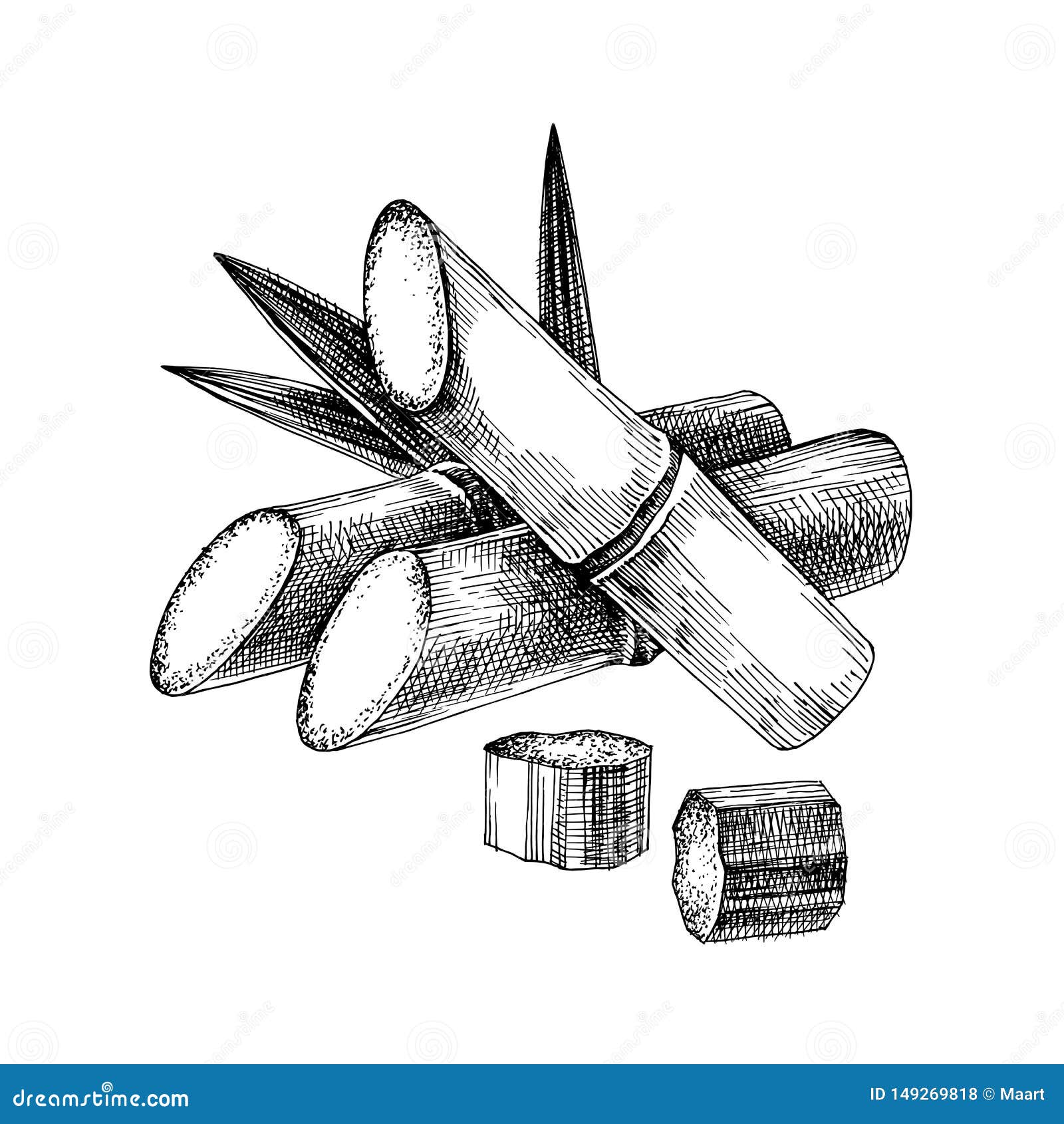 Hand drawn sugar cane stock vector. Illustration of nature 149269818