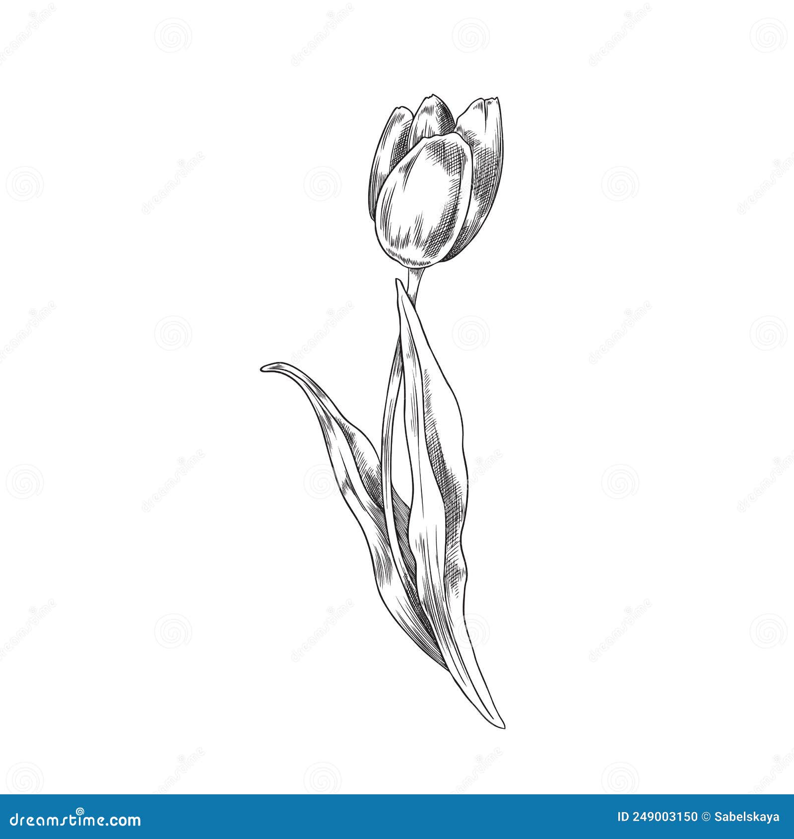 Hand Drawn Tulip Flower with Black and White Outline, Sketch Vector ...