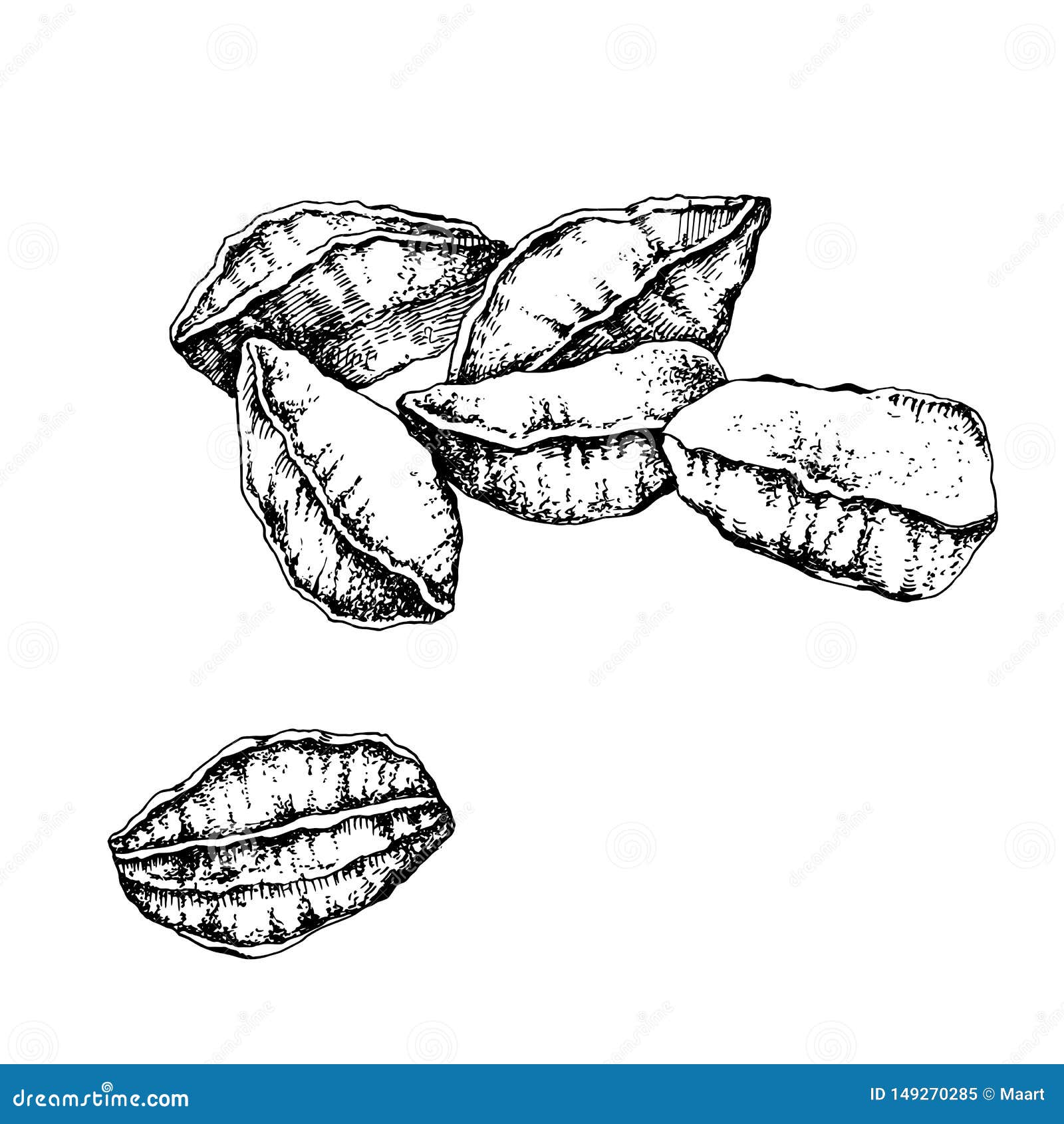 Hand Drawn Unpeeled Black and White Brazil Nuts Stock Vector ...