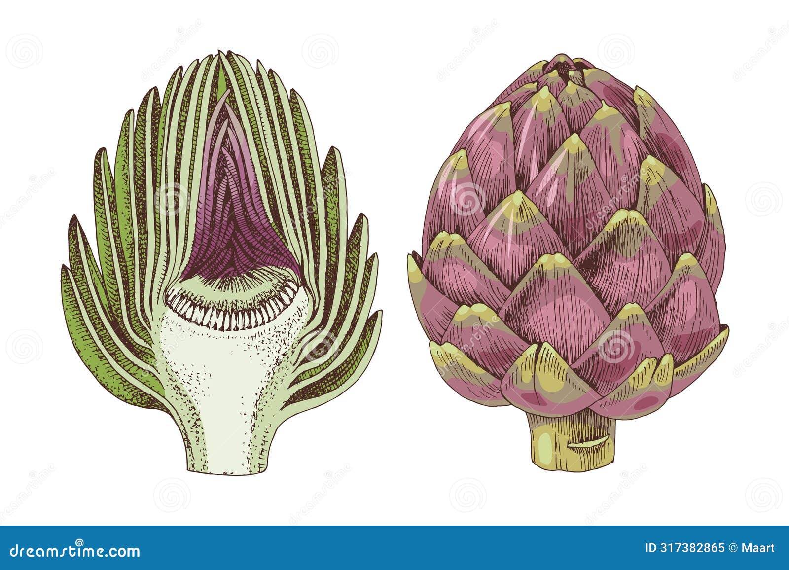 artichokes hand drawn  set