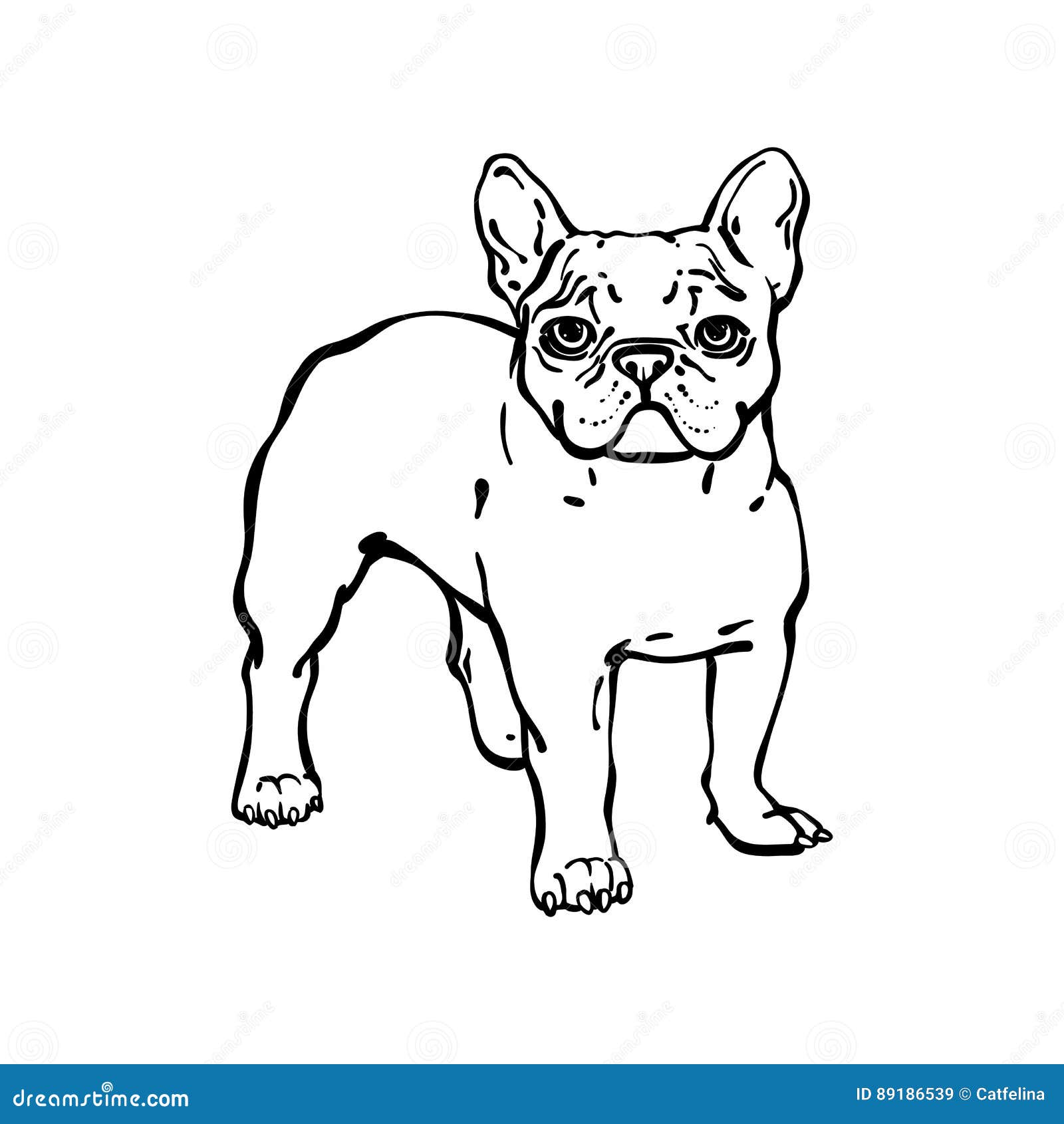 Hand Drawn Vector French Bulldog. Stock Vector - Illustration of ...