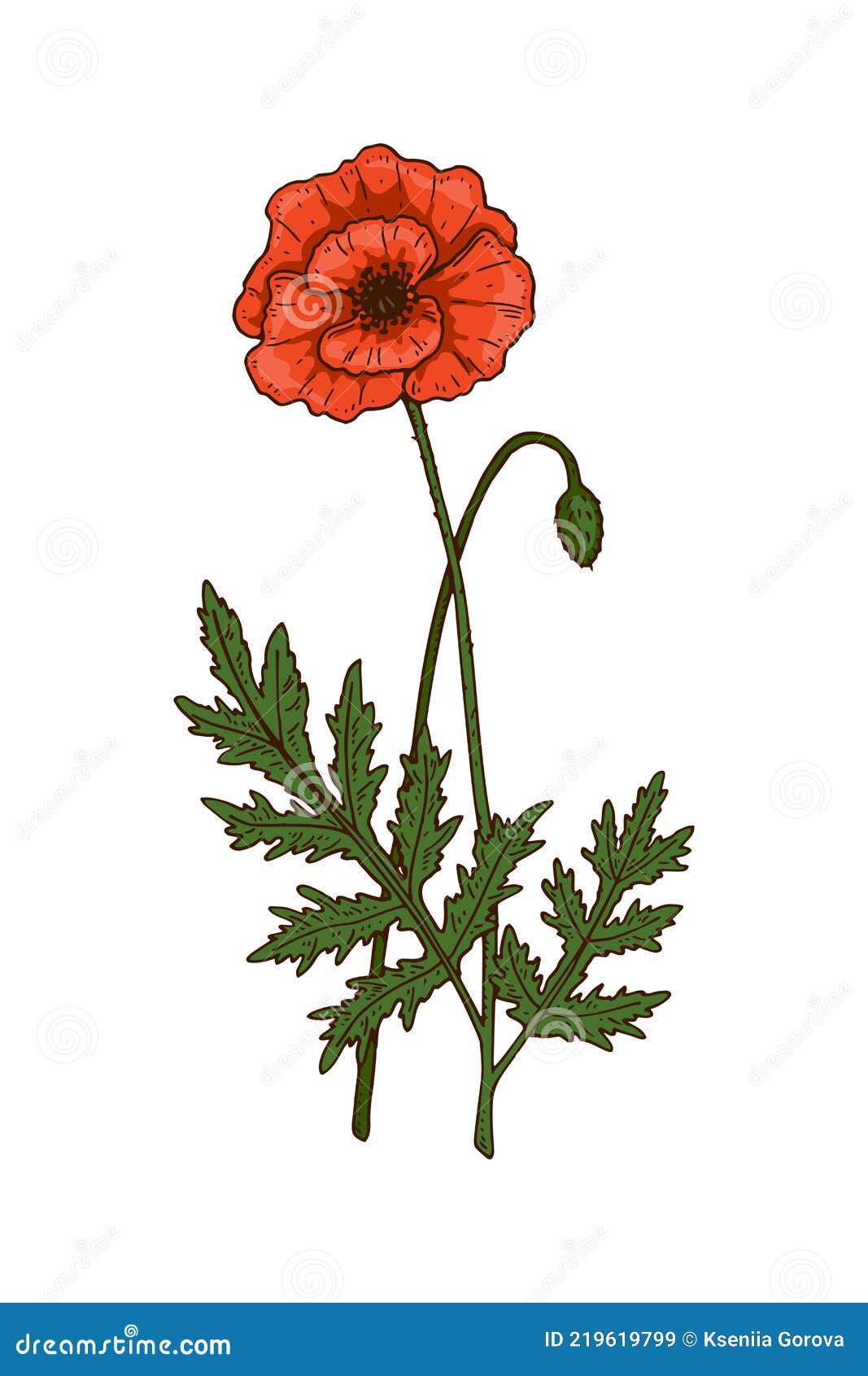 Hand Drawn Vector Illustration of a Poppy Isolated on White. Meadow ...