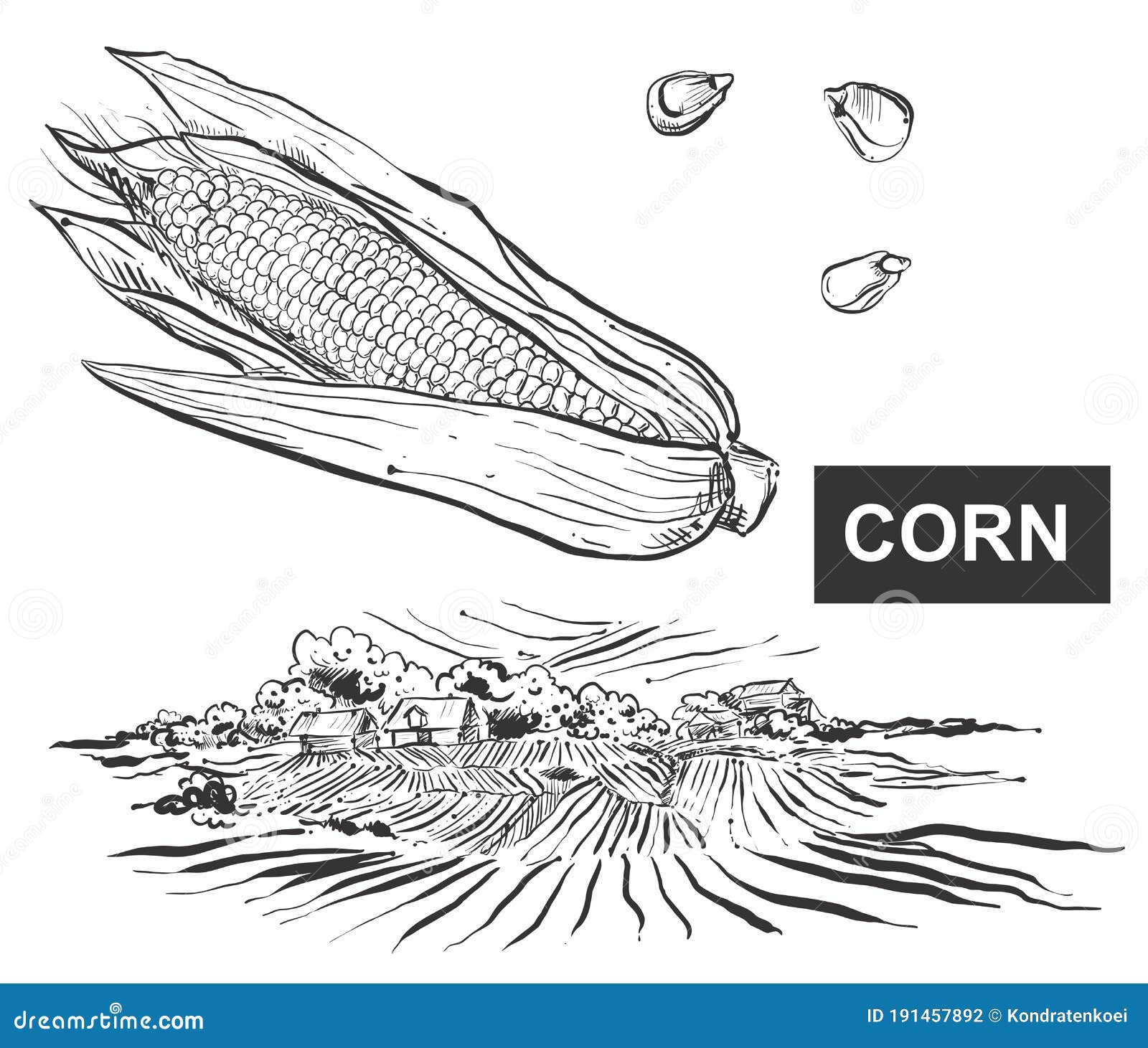 Black Corn Field Sketch In Vintage Style On White Background. Vintage