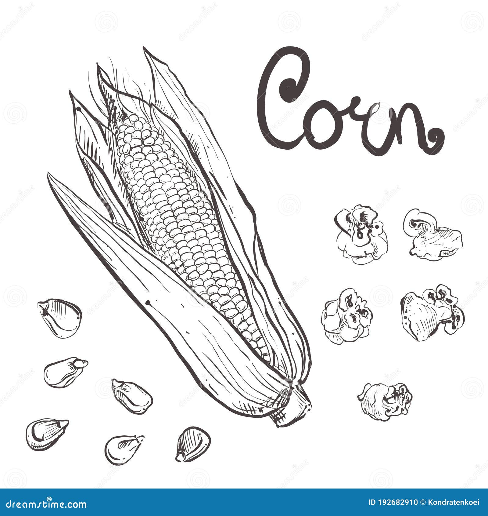 Black Corn Field Sketch In Vintage Style On White Background. Vintage