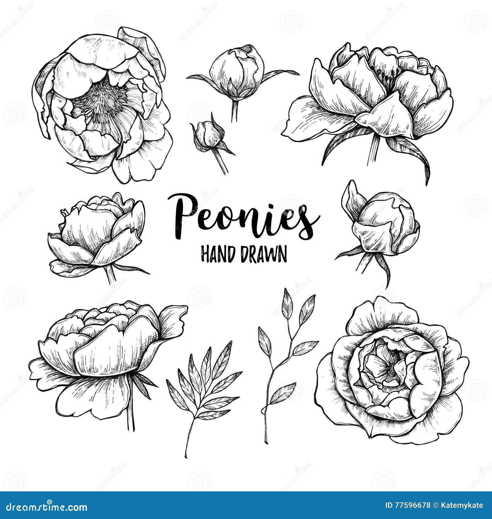 hand drawn  s - set of peonies (flowers, leave