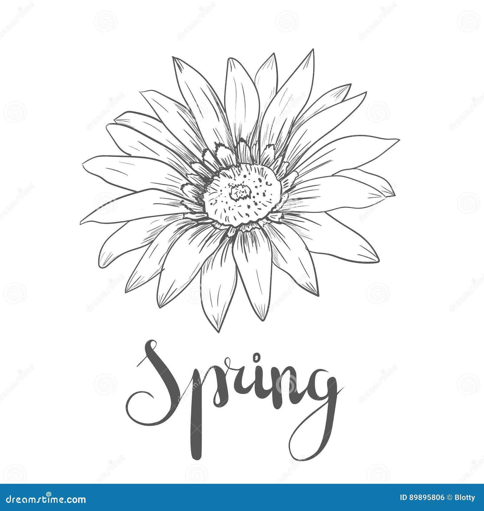 Hand Drawn Vector Pen And Ink Illustration Of Gerbera Daisy Flower Stock Vector Illustration Of Line Beautiful 89895806
