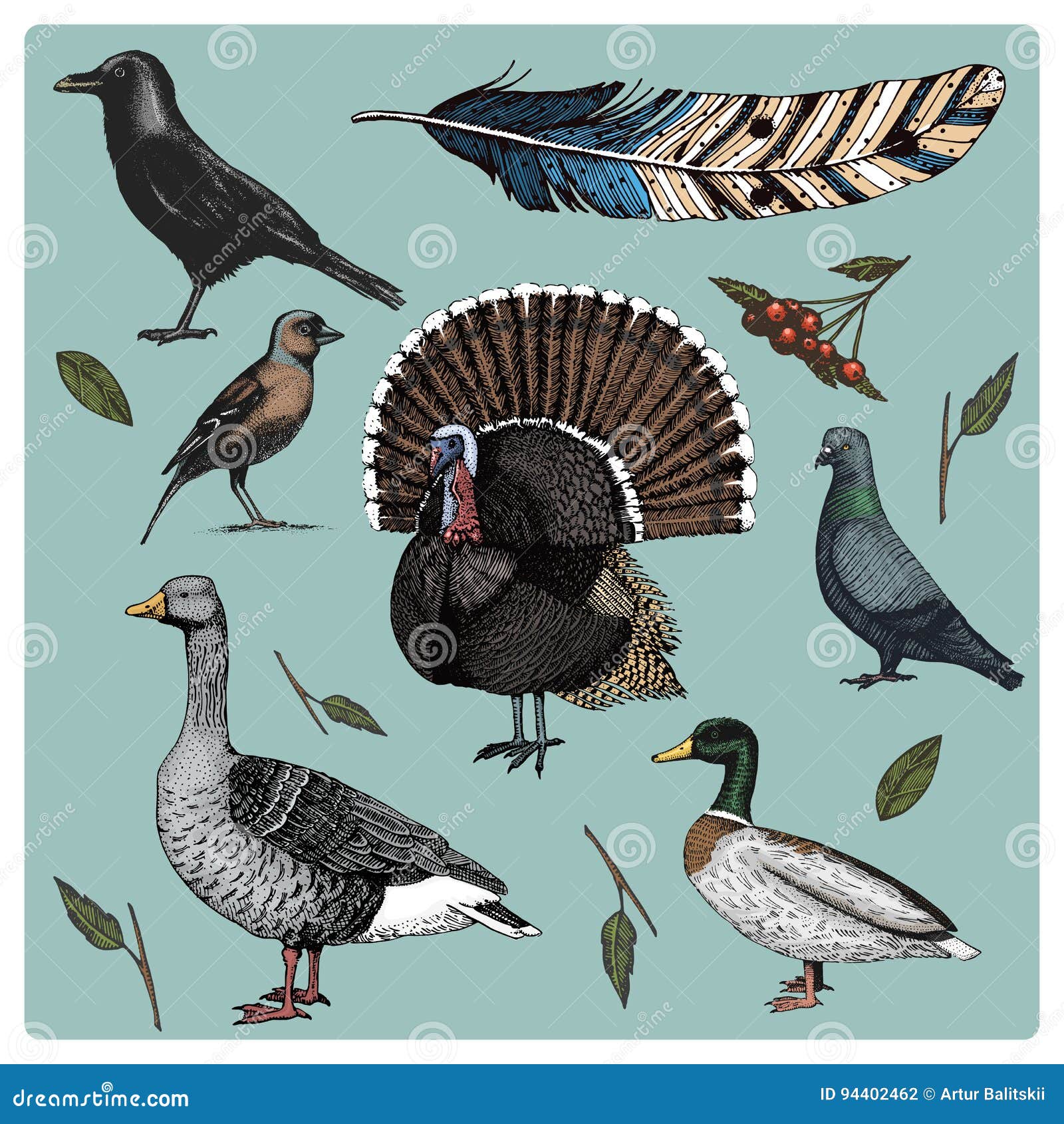 hand drawn  realistic bird, sketch graphic style, set of domestic. turkey and duck. goose and crow. dove and