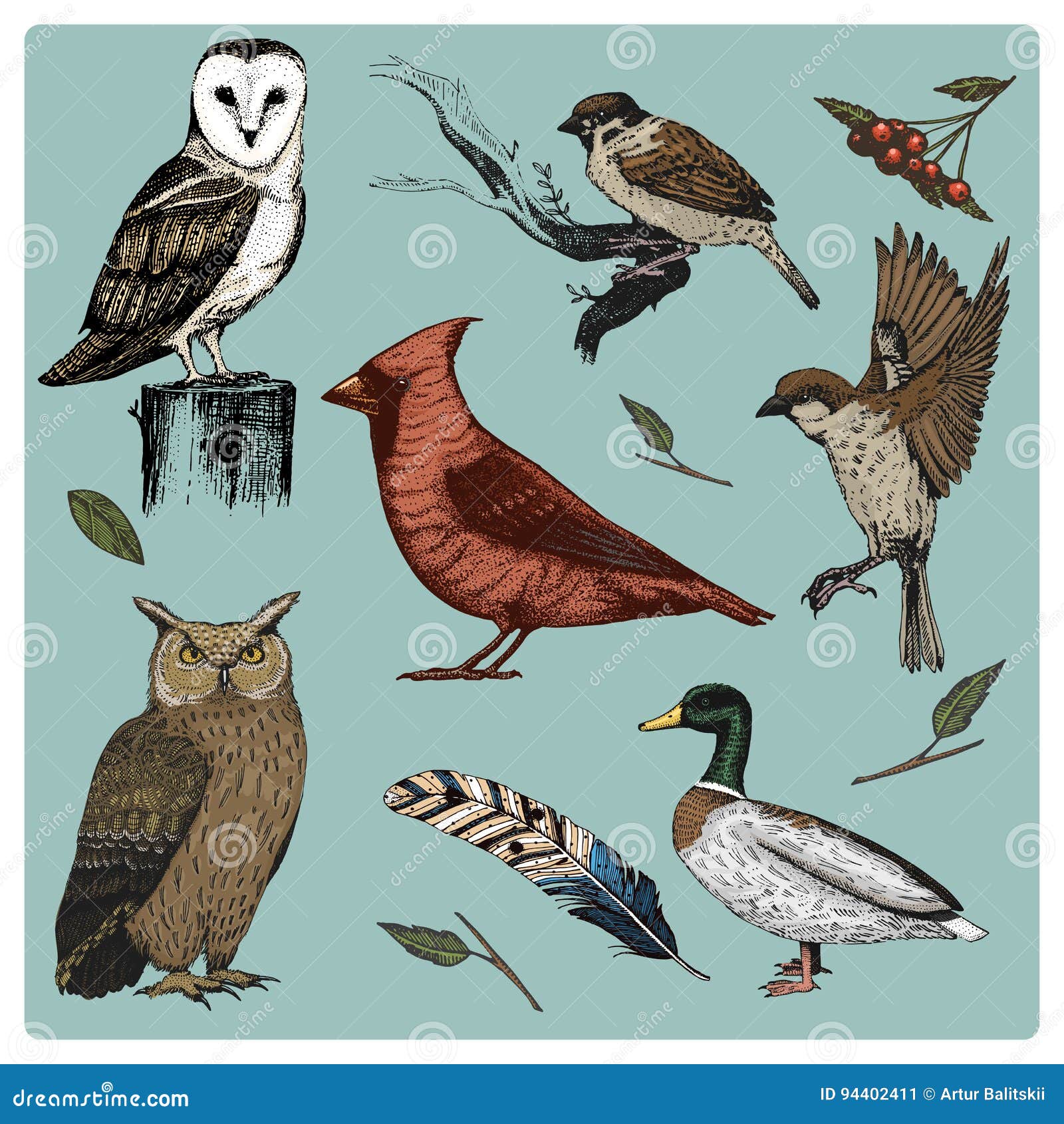 hand drawn  realistic bird, sketch graphic style, set of domestic. turkey and duck. goose and red cardinal. dove