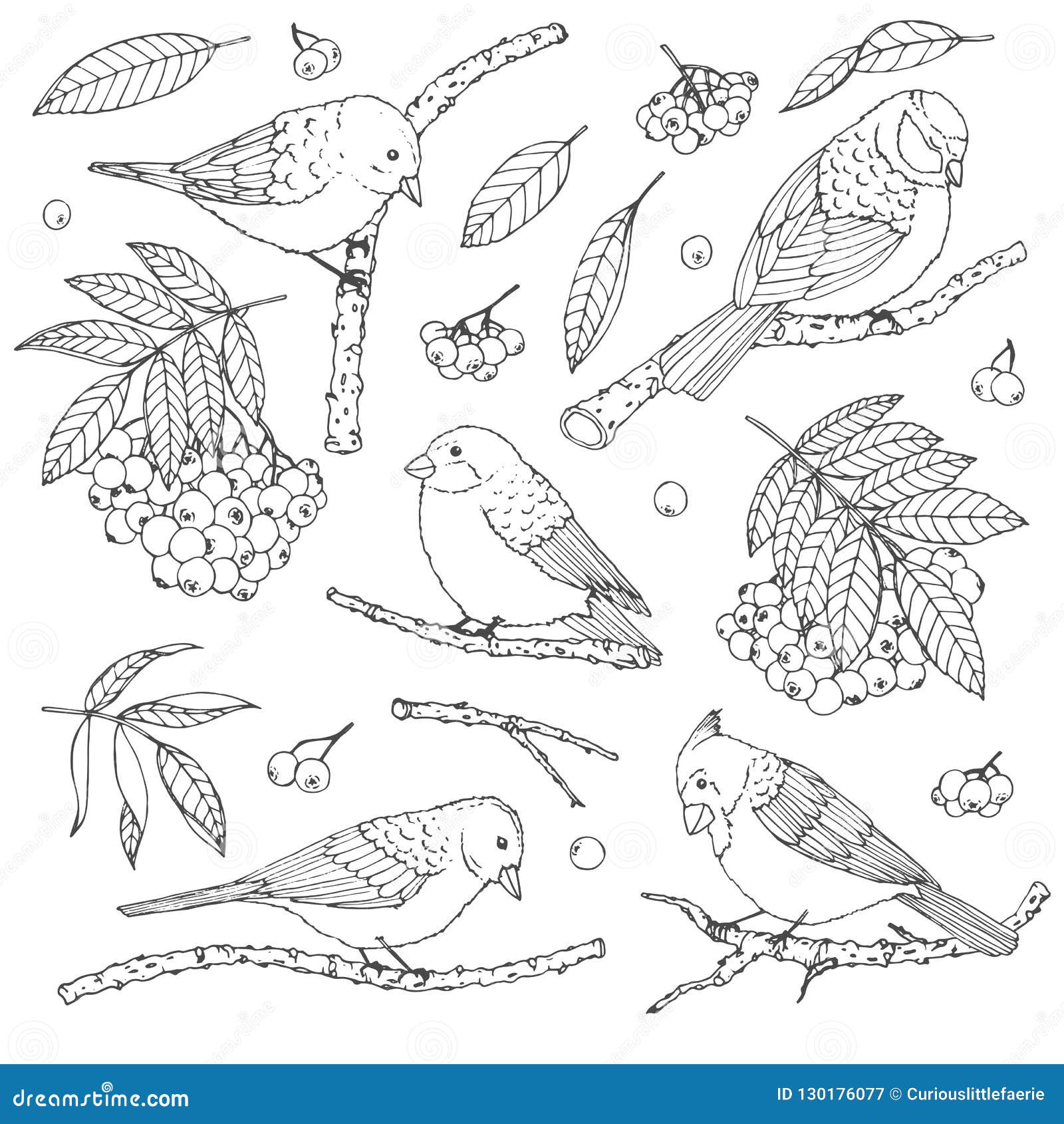 hand drawn  set of birds, branches, leaves and rowanberry contours  on white background