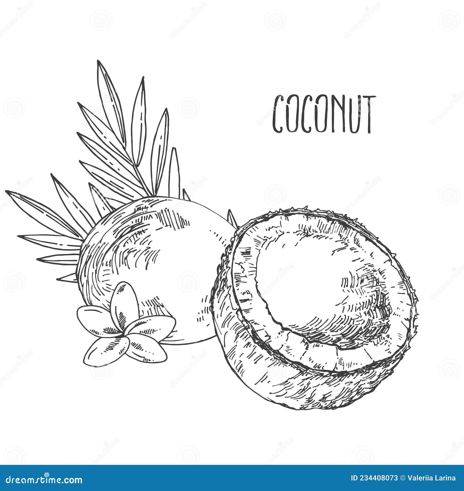 Hand Drawn Vector Tropical Coconut Fruit Nuts Stock Vector ...