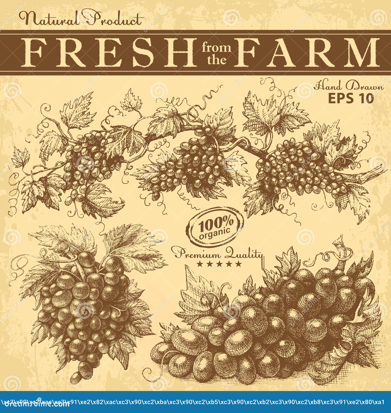 Hand Drawn Vintage Grapes Set Stock Vector Illustration of grape, fruit 49494037