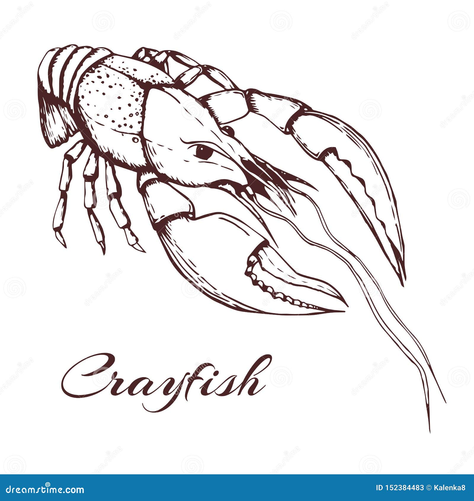Hand Drawn Vintage Illustration of Crayfish on White Background