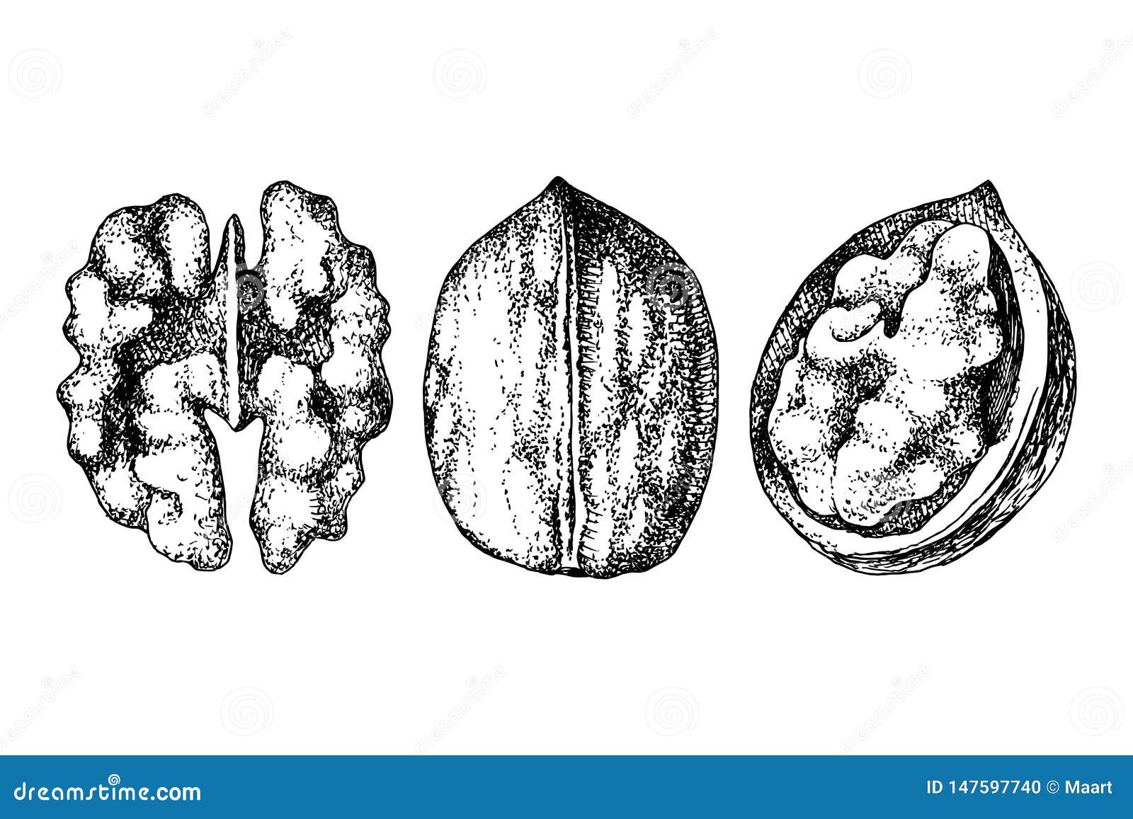 Hand drawn walnut nuts stock vector. Illustration of nutty - 147597740