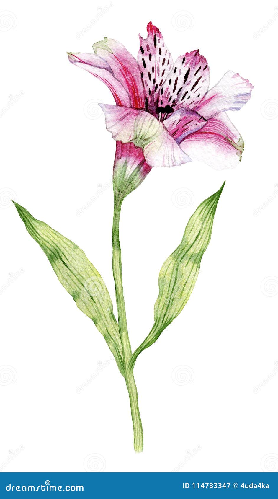 Hand Drawn Watercolor Alstroemeria Flower Stock Image - Image of ...