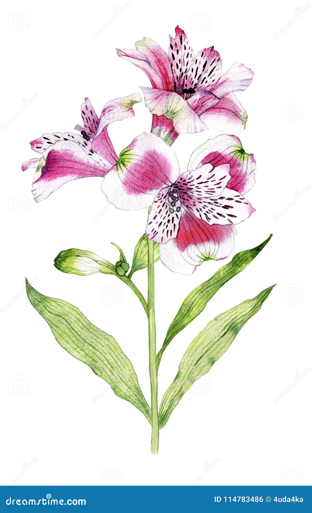 Hand Drawn Watercolor Alstroemeria Flower Stock Illustration ...