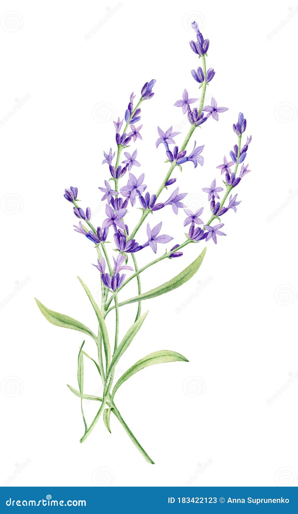 Hand Drawn Watercolor Botanical Illustration of Lavender on White ...