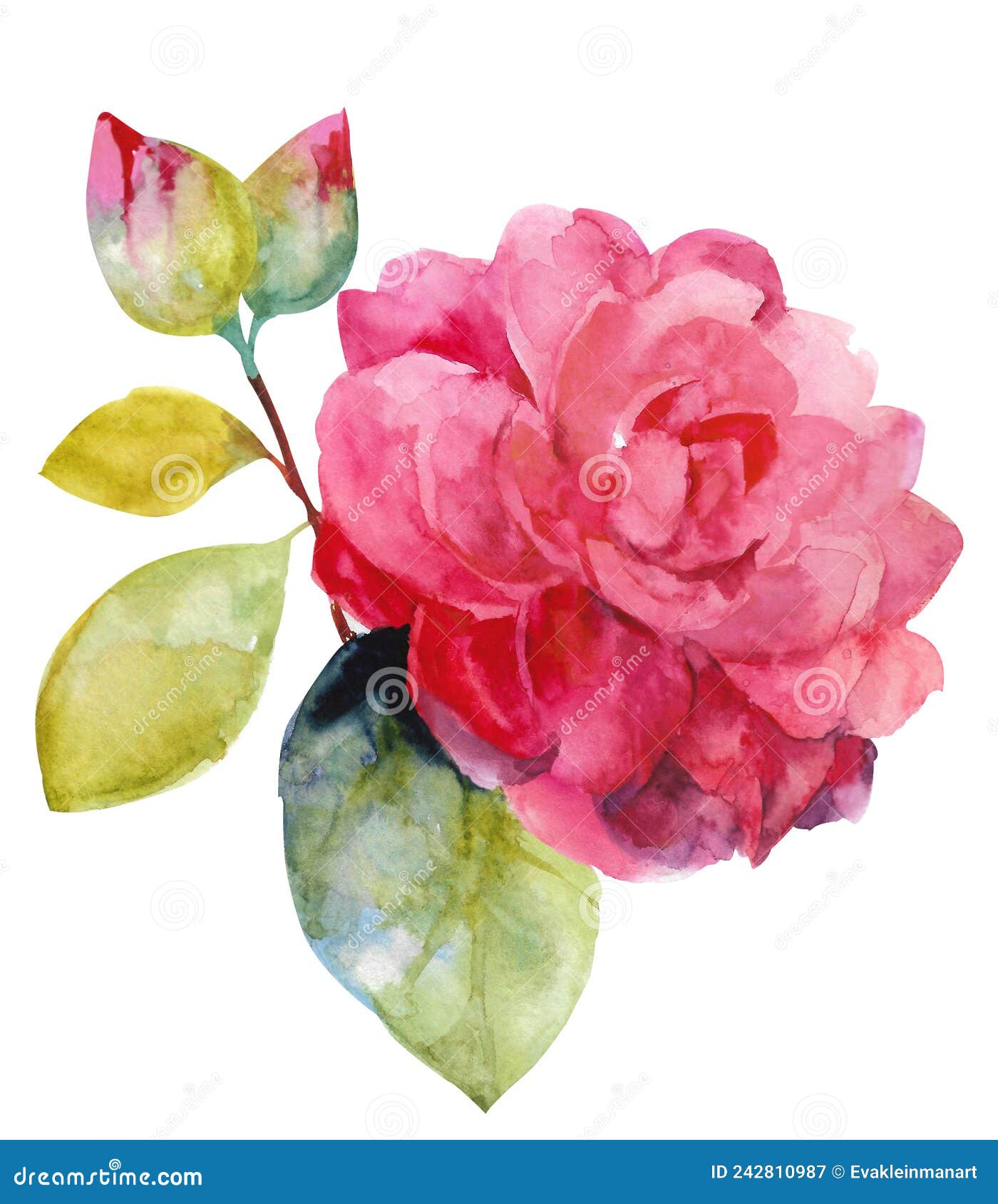 Hand Drawn Watercolor Camellia. Camellias, Buds and Leaves Stock ...