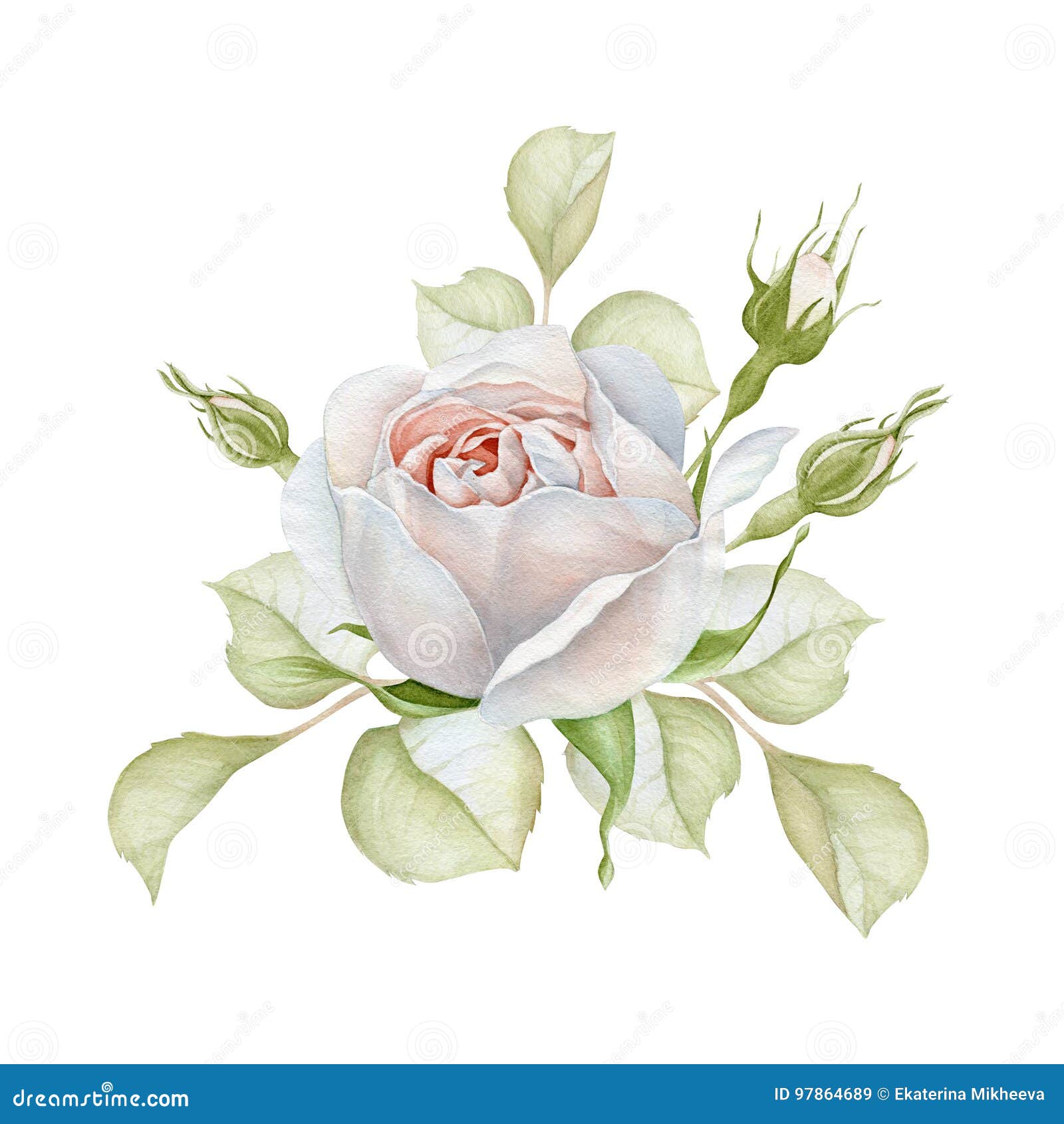 hand drawn watercolor delicate white rose bouquet