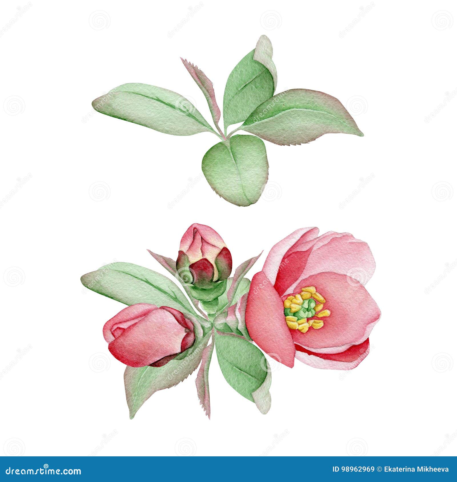 Hand Drawn Watercolor Floral Bouquets Stock Illustration - Illustration ...