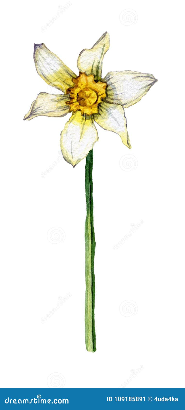 Botanical Illustration of a Daffodil Flower on White Background Stock ...