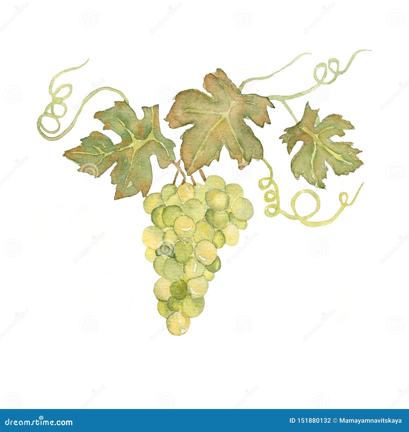Download Hand Drawn Watercolor Grapes With Leaves On A Bunch. Green ...