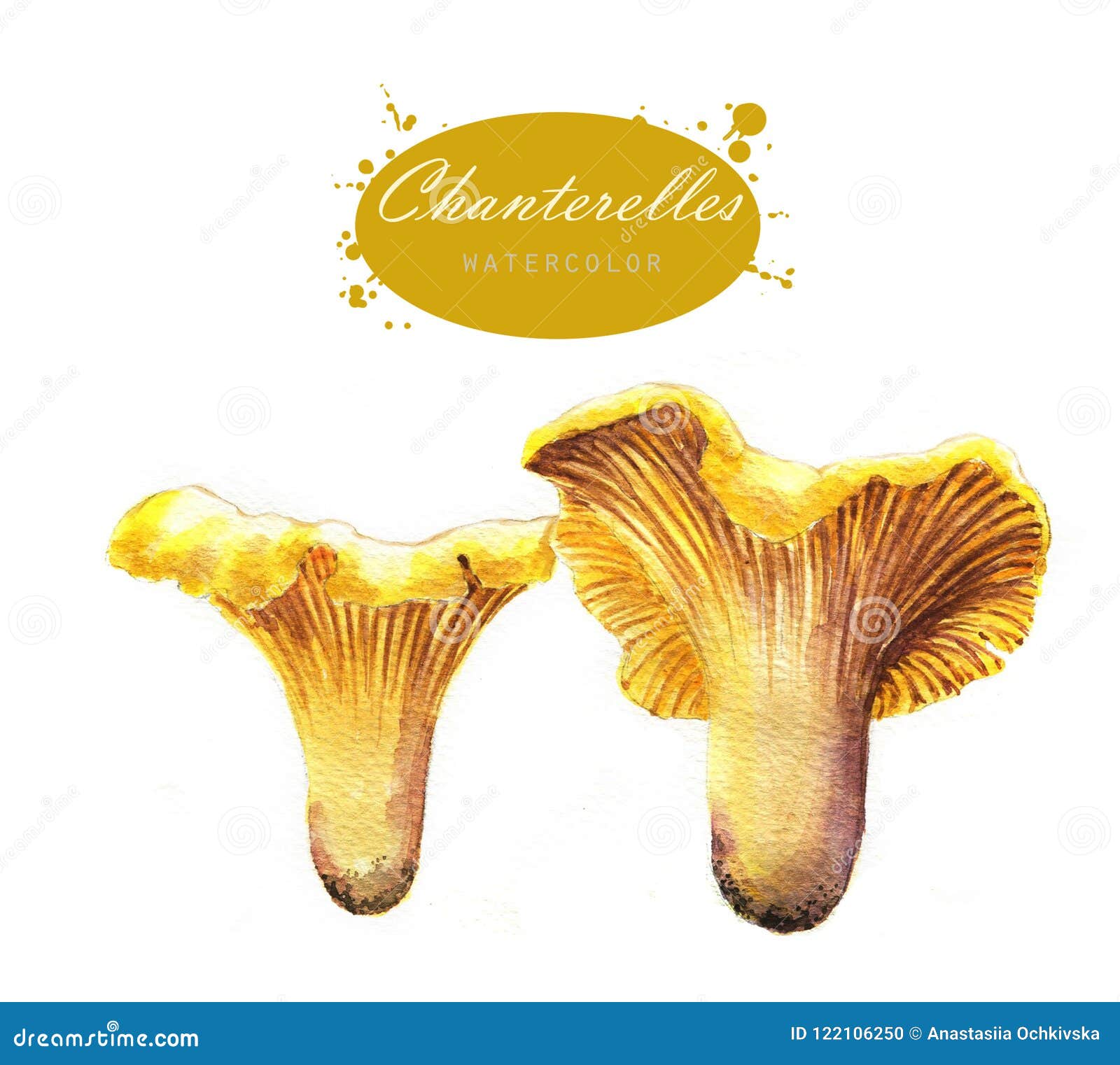 Hand-drawn Watercolor Illustrations of the Chanterelles Stock ...