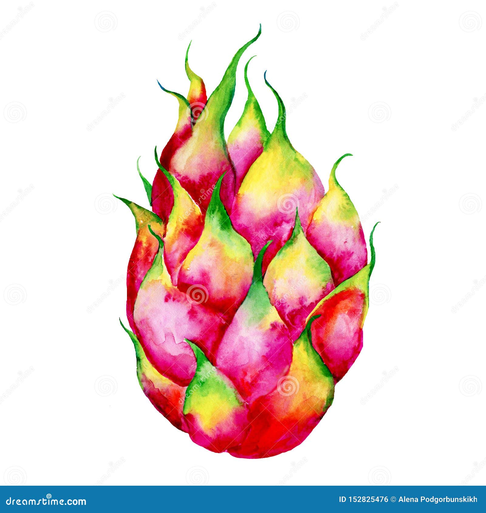 Hand Drawn Watercolor Illustrations Of Dragon Fruits Pitaya Isolated ...