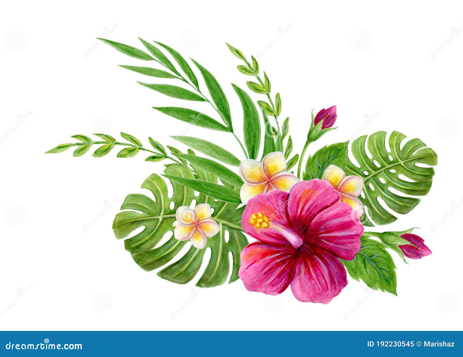 hand drawn watercolor painting  with pink hibiscus rose, plumeria flowers, monstera palm leaf and palm fronds   on white