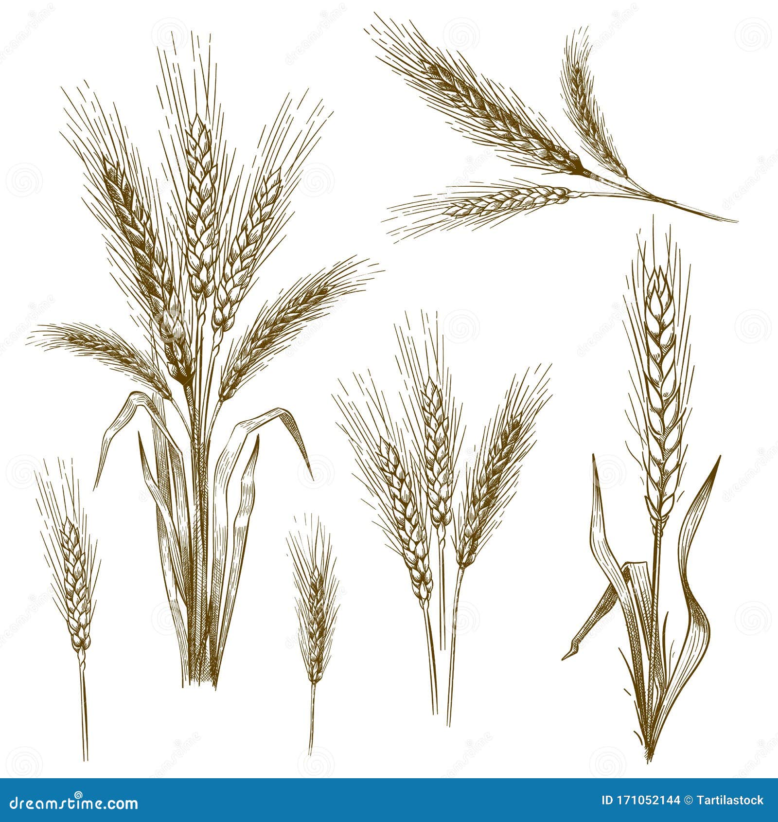 wheat crop drawing sketch Stock Vector | Adobe Stock
