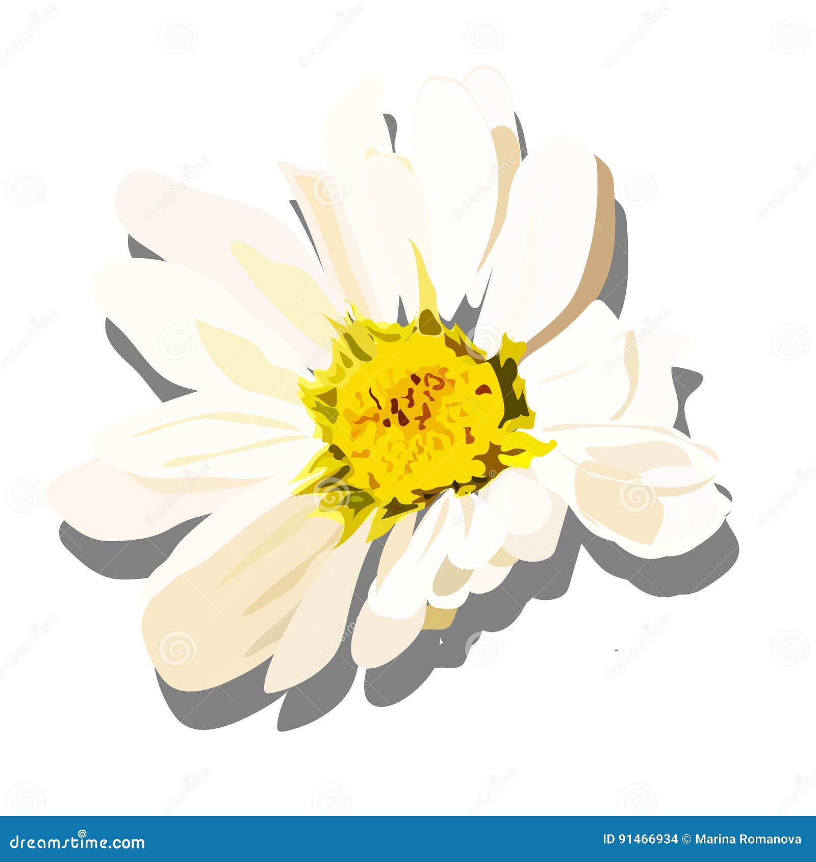 hand drawn white chamomile isoltaed on white background